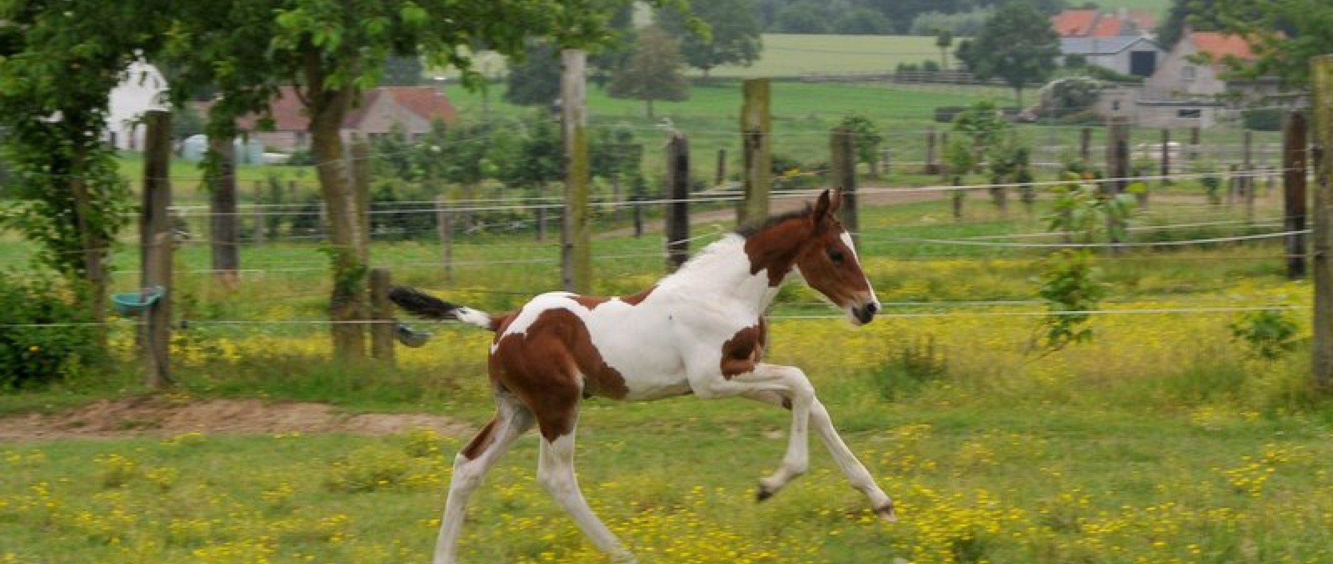 veulen van Chilli Dance Ter Linden