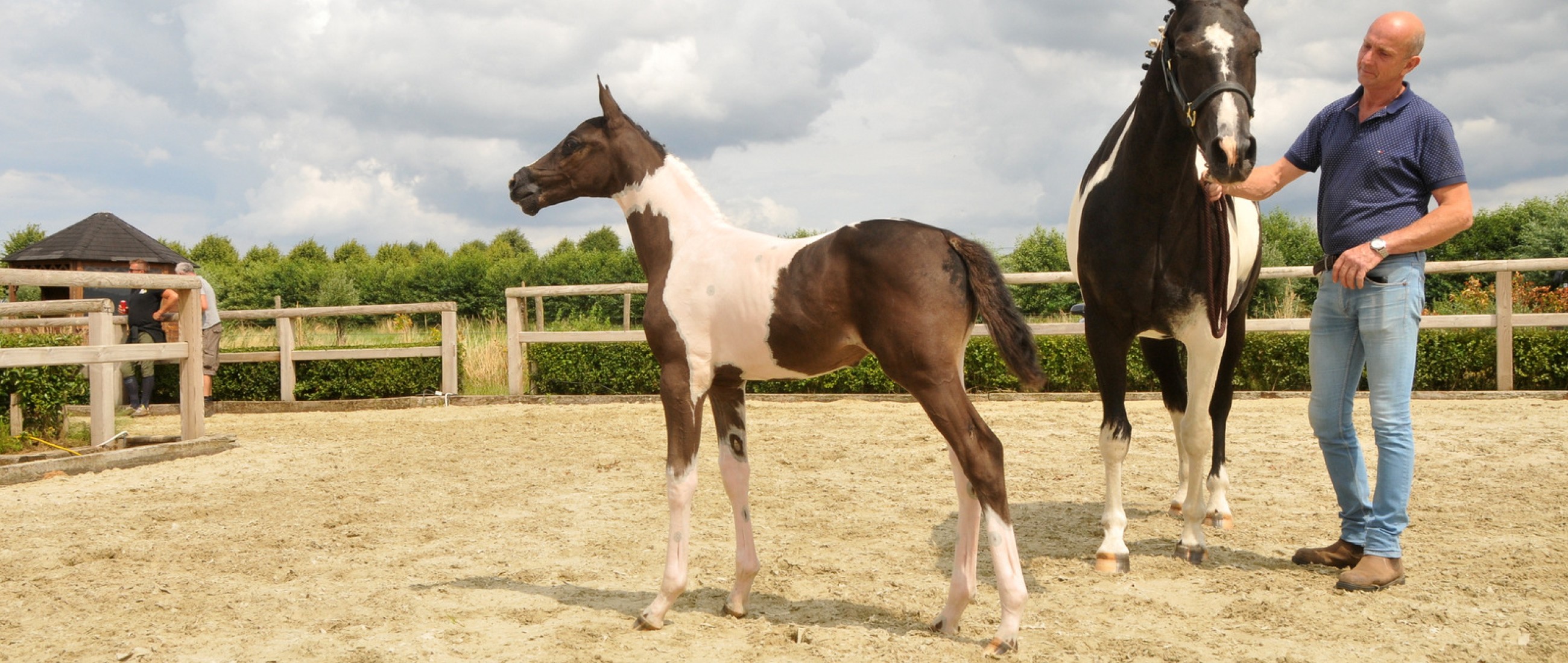 For Sale: 4 filly foals Belgian colored Sporthorses.