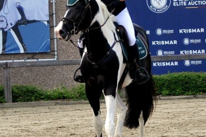 REX Ter Linden  - Homozygoot bont