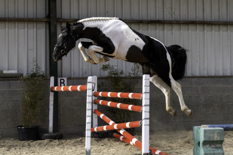 New approved stallion for breeding at Hoeve Ter Linden.