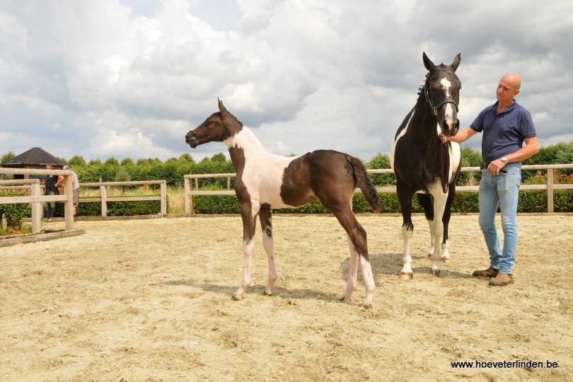 A vendre : 4 pouliche Sporthorses de couleur belge.