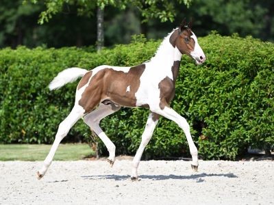 colored stallion foal by Daily Magic de Rock 1 Z sold for € 24000